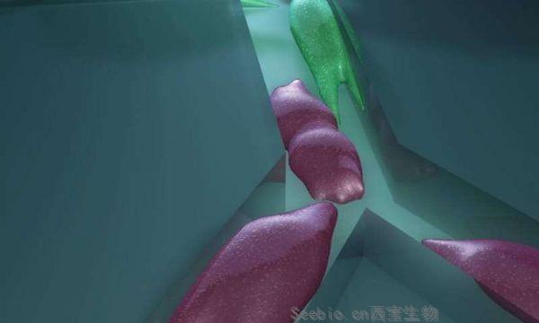 Nature子刊：新技術利用癌<font color='red'>細胞</font>行為而非遺傳信息預測其轉移