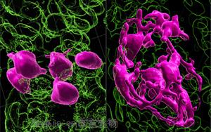 黑發原來是這樣變白的！Nature最新<font color='red'>研究</font>發現逆轉白發的關鍵所在