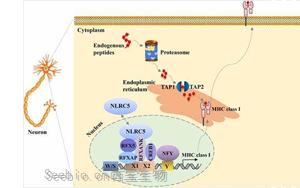 PNAS：新技術讓癌細胞更容易暴露出來