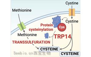 新發現揭示TRP14 (TXNDC17)是半胱氨酸代謝和抗病的關鍵酶