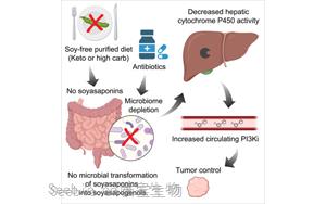 Cell：生酮飲食會影響抗癌藥物活性？最新研究指出腸道微生物組-膳食的相關(guān)癌癥影響