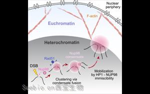 Molecular Cell：DNA修復系統中的“隱藏玩家”——<font color='red'>Nup98</font>