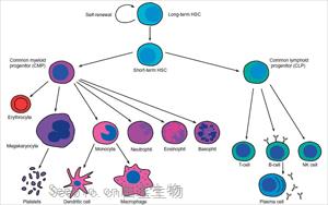 Nature Genetics：新方法揭秘癌細胞的進化過程