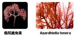 卡拉膠的生物來(lái)源